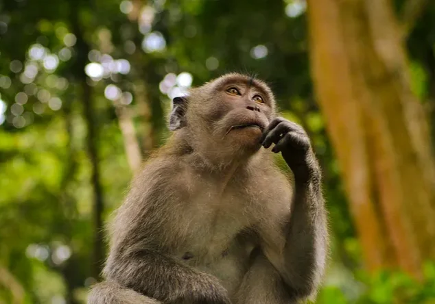 Pensive monkey touching its chin